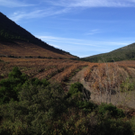 Clos del Rey