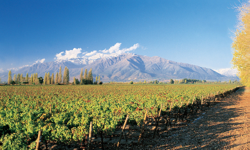 Aconcagua wines and winemaking region