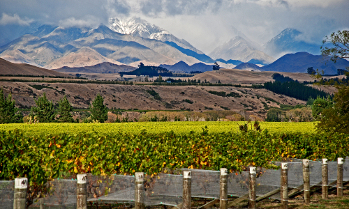Marlborough wines and winemaking region