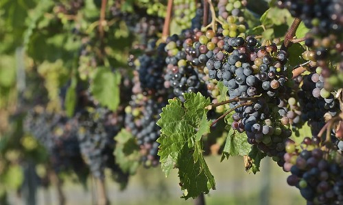 Australian and New Zealand red wine grapes