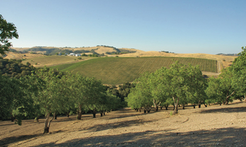 Barossa Valley wine and winemaking region