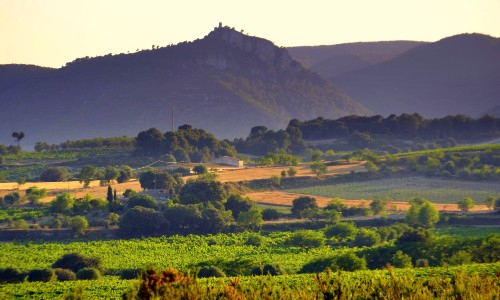 Catalonia vineyards