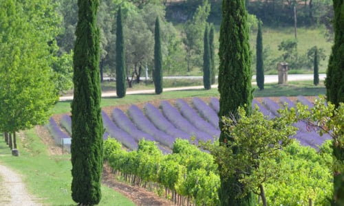 French rosé Provence vineyard