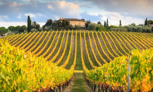 Tuscany rows of vines for red wine