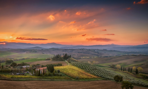 Italian rose wine producing vineyard