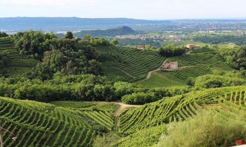 Veneto wines and winemaking region
