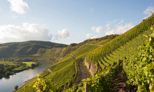 Vineyard in Mosel overlooking Rhine River